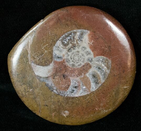 Polished Goniatite Button - Morocco #14635